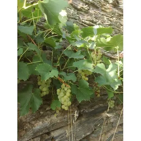 Goldkaulchen Waldrach